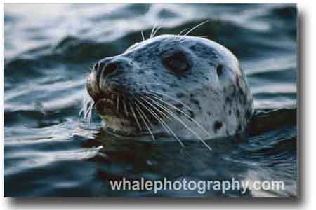 seal_hed