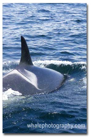 whale_orca_female