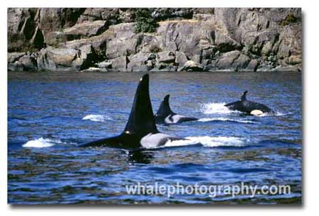 whales_orca_trav