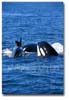 whales_orca_three