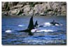 whales_orca_trav