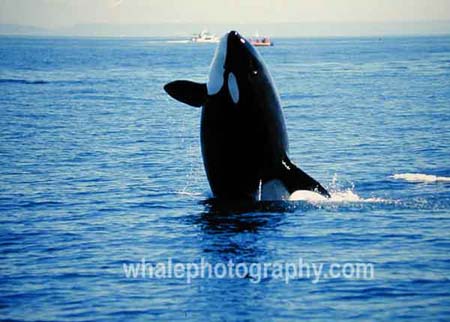 westle_whale_03