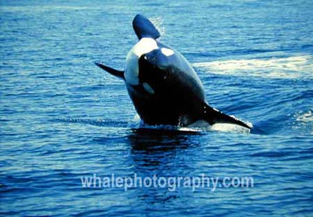 westle_whale_04