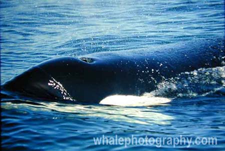 westle_whale_06