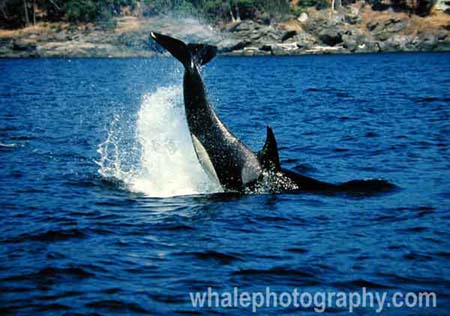 westle_whale_08